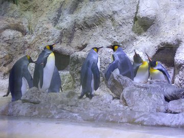 Pinguine